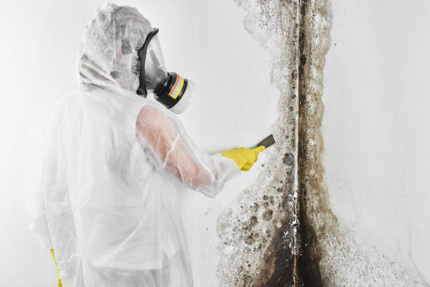 Best Office Mold Removal Services  in Cinco Ranch, TX