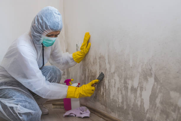 Best Same-Day Mold Removal  in Cinco Ranch, TX