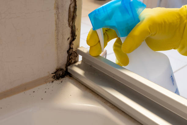 Best Professional Mold Removal  in Cinco Ranch, TX