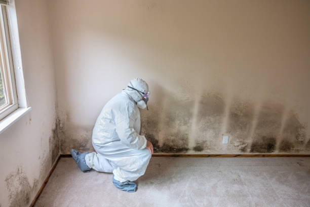 Best Residential Mold Removal  in Cinco Ranch, TX