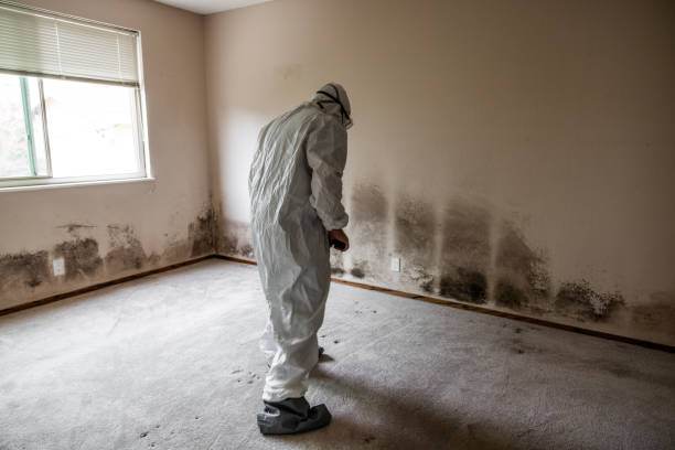 Best Attic Mold Removal  in Cinco Ranch, TX