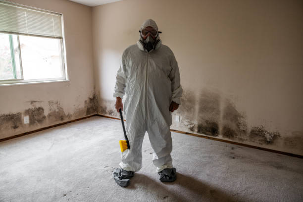Best Black Mold Removal  in Cinco Ranch, TX
