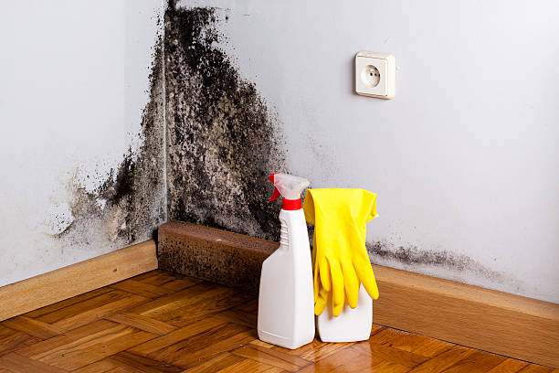 Best Certified Mold Removal  in Cinco Ranch, TX