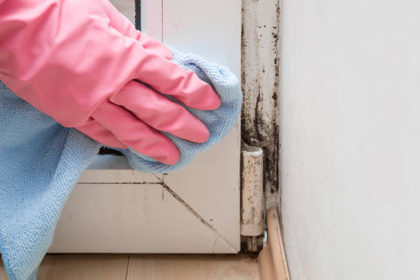 Best Affordable Mold Removal  in Cinco Ranch, TX