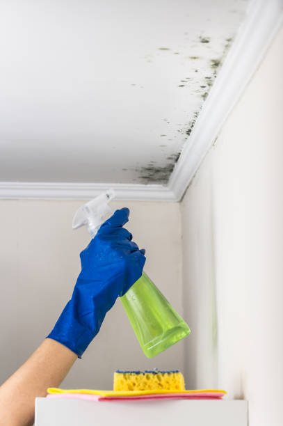 Best Mold Remediation  in Cinco Ranch, TX