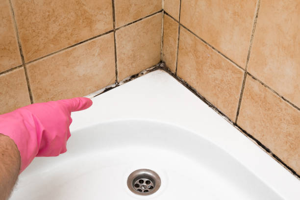 Best Toxic Mold Removal  in Cinco Ranch, TX